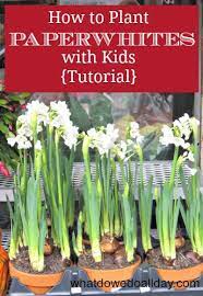How To Plant Paperwhites Indoors With Kids Paperwhites Plants Gardening For Kids