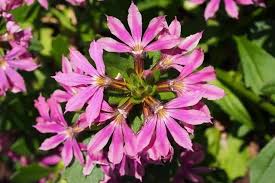 Image result for foto Vějířovka