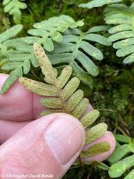 Image result for Pleopeltis