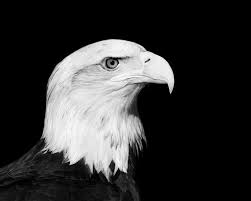 Black And White Bird Pictures Bald Eagle Photo Cerena 8x10 Black And White Bird Nature Minimalist Photo Fine Art Print Eagle Profil Bald Eagle Bald Eagle Photo Black And White Birds