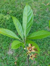 Image result for Cola clavata