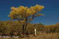 Image result for Burkea africana