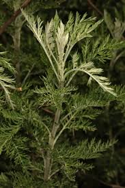 Image result for Artemisia afra