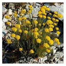 Cats enjoy playing with and even eating plant you can find deterrent sprays in the pet store that won't harm your plant, but will discourage your cat from poking around it. Natural Cat Deterrent Plant Seeds Harrod Horticultural Uk