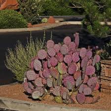 Native to many different desert parts in the southwest, there's no better way than to achieve that arizona desert look for your landscape then. Purple Prickly Pear Cactus Seeds Opuntia Violacea V Santa Etsy Cactus Seeds Prickly Pear Cactus Cactus