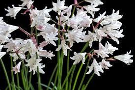 Image result for Pleiotaxis pulcherrima