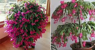 The schlumbergera is not very difficult to cultivate if you manage to follow choose the best soil for christmas cactus. How To Grow A Bigger Christmas Cactus