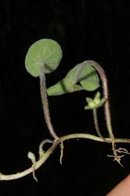 Image result for Centella glabrata