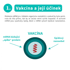 Jde hlavně o látku astrazeneca. Jak Funguji Vakciny Proti Covid 19 Vysoka Skola Chemicko Technologicka V Praze