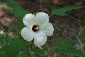 In petiolate leaves, the leaf stalk is long. Hibiscus Laevis Wikipedia