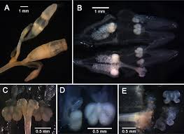 Image result for Gymnosiphon