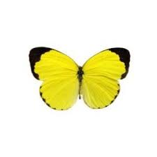 Butterfly Tattoo Designs Pictures Ideas Design Patterns Photos Pics Butterfly Tattoo Designs Butterfly Tattoo Yellow Butterfly