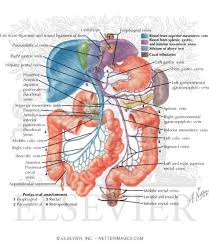 Although color doppler us provides aneurysm ow characteristics. Vascular Supply Abdomen