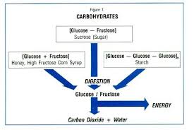 Biochemistry Tests For Food Macromolecules The Function Of A Carbohydrate Is To Convert Into A Simple Sugar