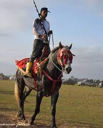 خيول المغرب و التبوريدة المغربية horses animals