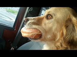 Short Try Not To Laugh Challenge 10 Videos 10 Points What S Your Score Youtube Animal funny funny animal funny video clip film extract movie nature natural closeup zoom close focus wildlife.