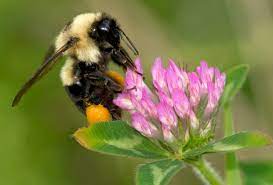 May 15, 2021 · make your own essential oil mix for bees. Give Bees A Chance Why We Can T Afford To Lose Our Wild Native Pollinators