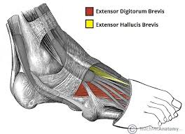 Inflammation in the plantar fascia ligament along the bottom of the foot. Muscles Of The Foot Dorsal Plantar Teachmeanatomy