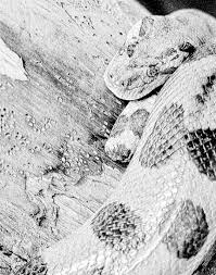 Anaconda In Black And White Zoo Animal Coloring Pages Animal Lessons Zoo Animals