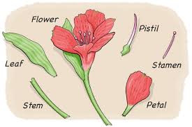 The stamen is the male reproductive organ. Dissect A Flower Scientific American