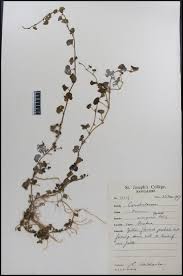 Image result for Merremia emarginata