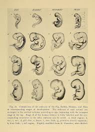Copying Pictures Evidencing Evolution Evolution Scientific Illustration Pictures