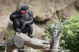 Resultado de imagen de imagenes de loro parque