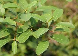 Image result for Flueggea