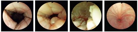 How do i artificially inseminate a dog? Artificial Insemination In Dogs Intechopen
