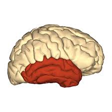 Image result for Temporal Lobe