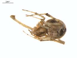 BOLD Systems: Taxonomy Browser - Tidarren sisyphoides {species}