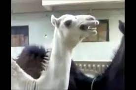 Camel sounds like peter griffins laugh. Camel Laughs Like Peter Griffin From Family Guy Watch The Hilarious Video Mirror Online