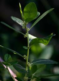 Image result for Clutia swynnertonii