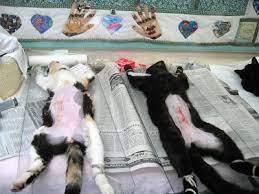 Thanks to our donors and supporters, alley cat allies has been able to make a difference for so many cats and so many communities through spaying and neutering. Cat Defender The Dark Side Of Spay And Neuter Veterinarian Botched Surgeries And Back Alley Castrations Claim The Lives Of Numerous Cats