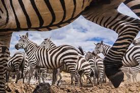 Hidden Camera Captures Zebras Crossing Photo By Manoj Shah National Geographic Your Shot Animals Wild Zebras Animals