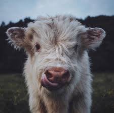 26 3b Begenme 369 Yorum Instagram Da Our Planet Daily Ourplanetdaily Caption This Photo Photo By C Pet Portraits Photography Animals Animal Photography