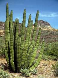 I really can't answer your question about how many cactus plants there are in arizona, there must be millions. Cactus Garden