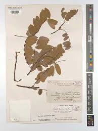 Image result for Cnestis polyphylla