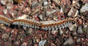 La femelle papillon pond ses œufs entre juin. La Chenille Processionnaire Du Pin Dangers Et Traitements