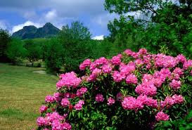 Rhododendron And Grandfather Mountain Nc Usa Background Images North Carolina Mountains Mountain Resort