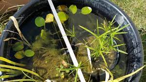 We did not find results for: Mosquito Fish In Mini Pond Youtube