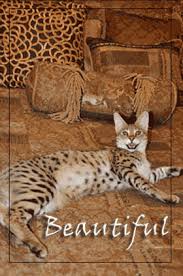 These lovable little fellas who'll soon grow big and intelligent F1 F2 F3 F4 F5 Savannah Cats For Sale By Kitten Breeders Tx At Majestic Savannahs