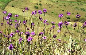 Image result for Dissotis melleri