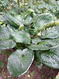 Millennium Hostas Plants For Shady Areas Shade Flowers