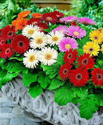 Gerberas Mixed Specials From Spalding Bulb Bulb Flowers Beautiful Flowers Annual Flowers