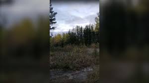 √ fast and easy to use. Hunter Captures Strange Howl In Northern Ontario Woods Ctv News