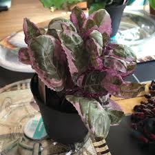 Grown easily indoors under the right growing conditions and protected from cold, it trails hapily from baskets. Hemigraphis Alternata Snow White Snow White Waffle Plant In Gardentags Plant Encyclopedia