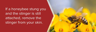 Just complete your order as normal, and within seconds you'll get an email with your gift certificate. Guide To Bees Wasps Hornets Spectrum Pest Control Spectrum Pest Control
