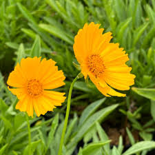 Image result for Coreopsis lanceolata