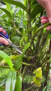Image result for orchid cuttings
